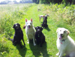 Charlie, Milou, Wiske, Bodhi, Ollie en Jet